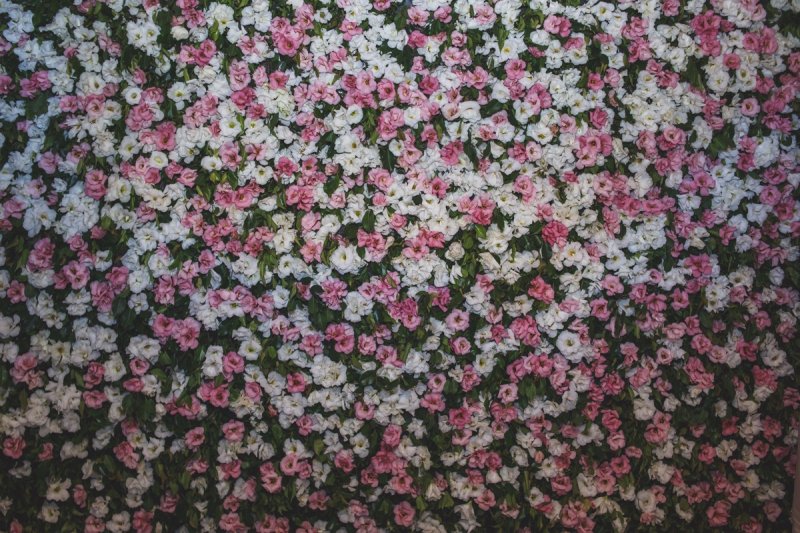 Backdrop de flores naturais